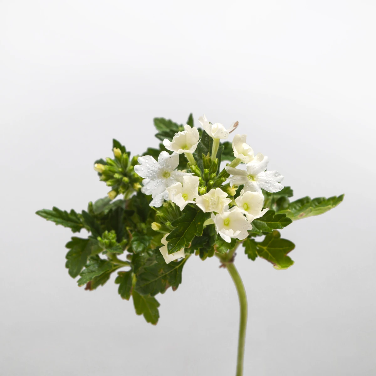 Castelbel zeep verbena - 150 gram